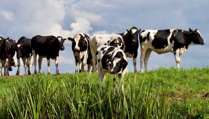 Fosfaatrechten Fosfaatrechten