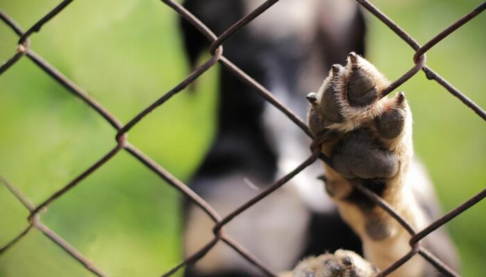Permanente inbeslagname hond